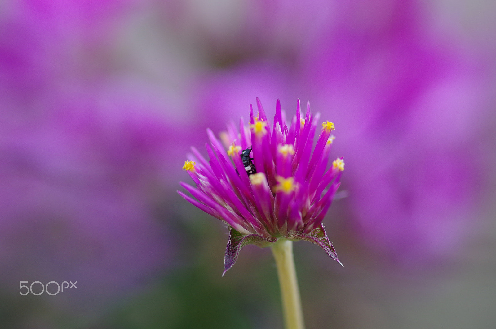 Pentax smc D-FA 100mm F2.8 Macro WR sample photo. Trifolium and guest photography