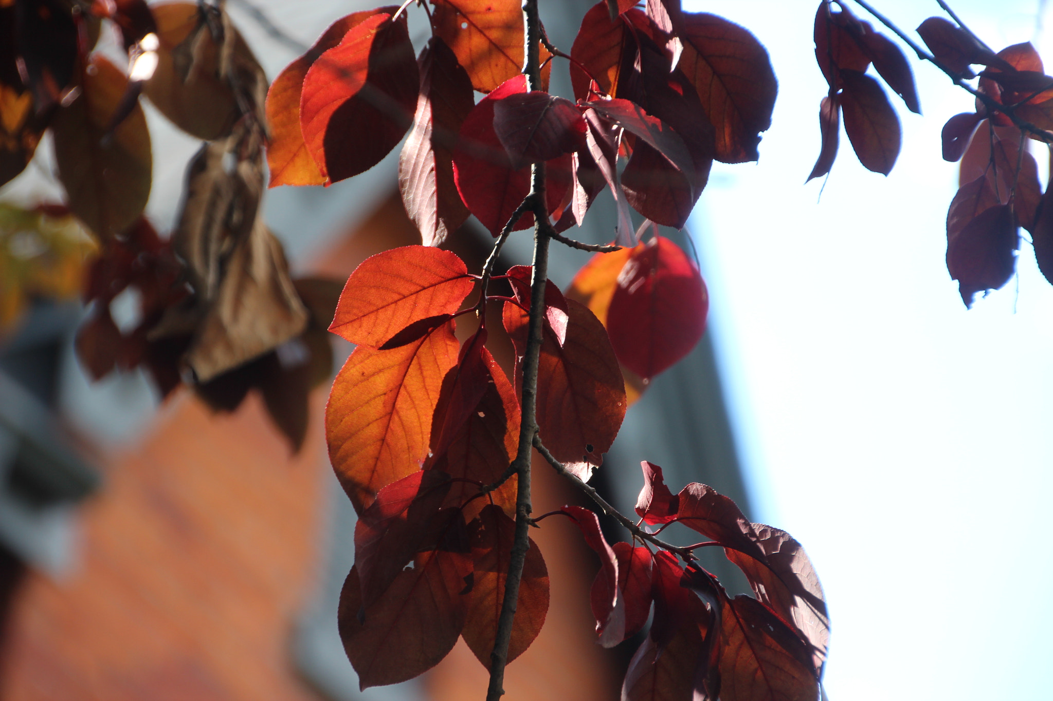 Canon EOS 600D (Rebel EOS T3i / EOS Kiss X5) sample photo. Img photography