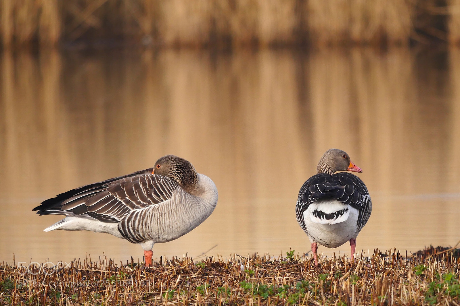 Panasonic Lumix DMC-GX8 sample photo. Grey geese photography