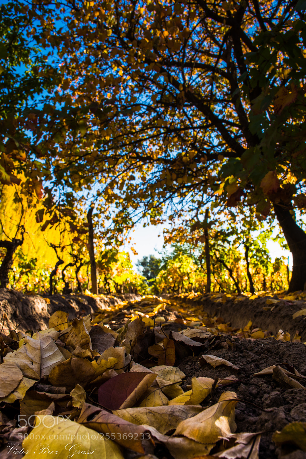 Nikon D7200 sample photo. Viñedos photography