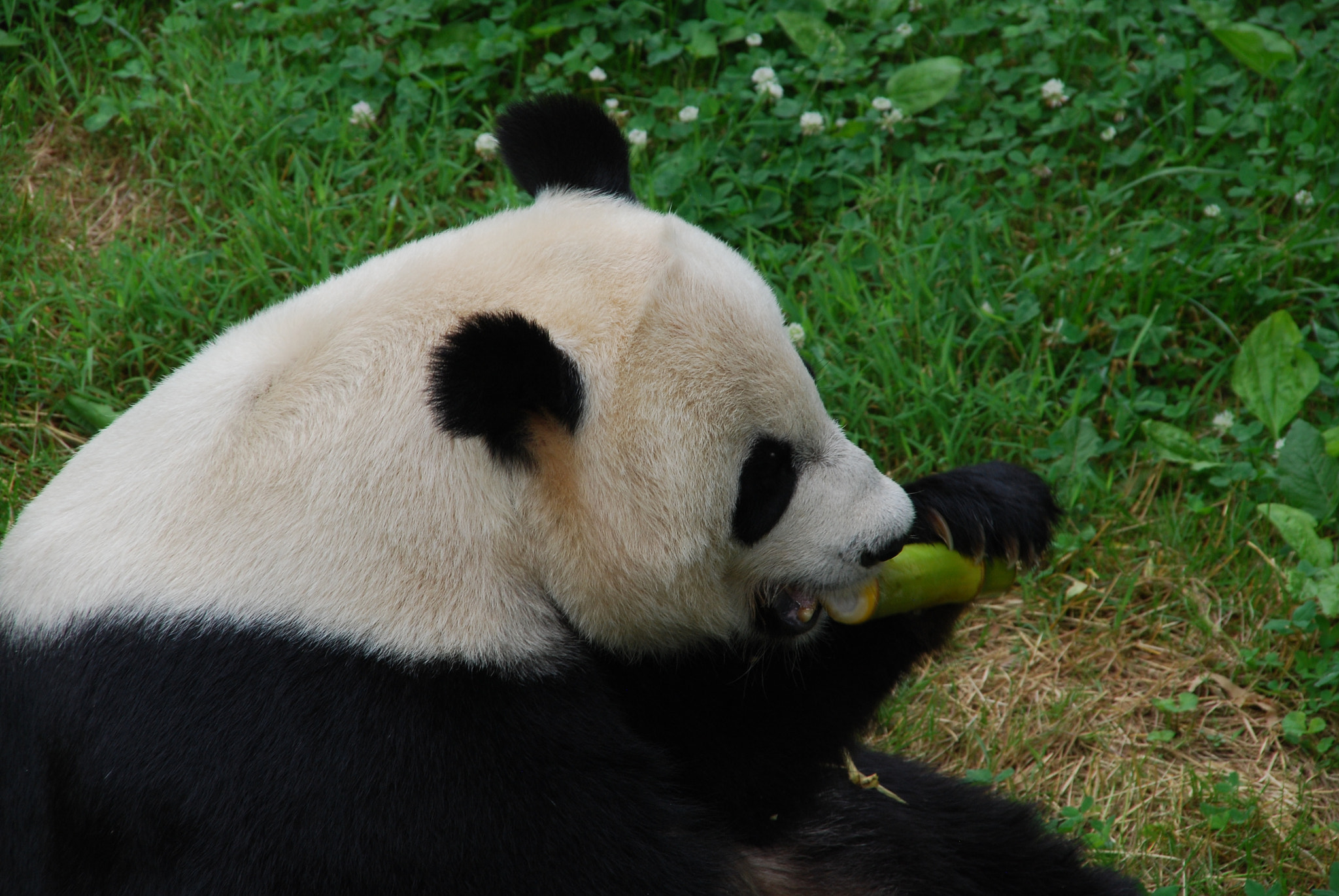 Nikon D80 sample photo. Panda express photography