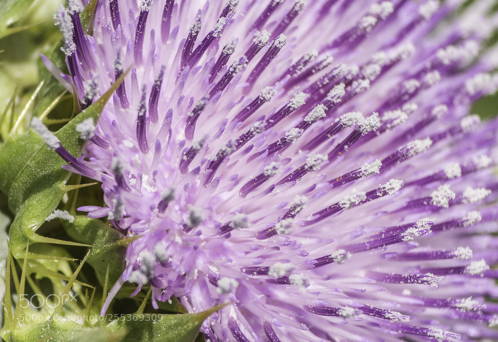 Nikon D7200 sample photo. Cardo photography