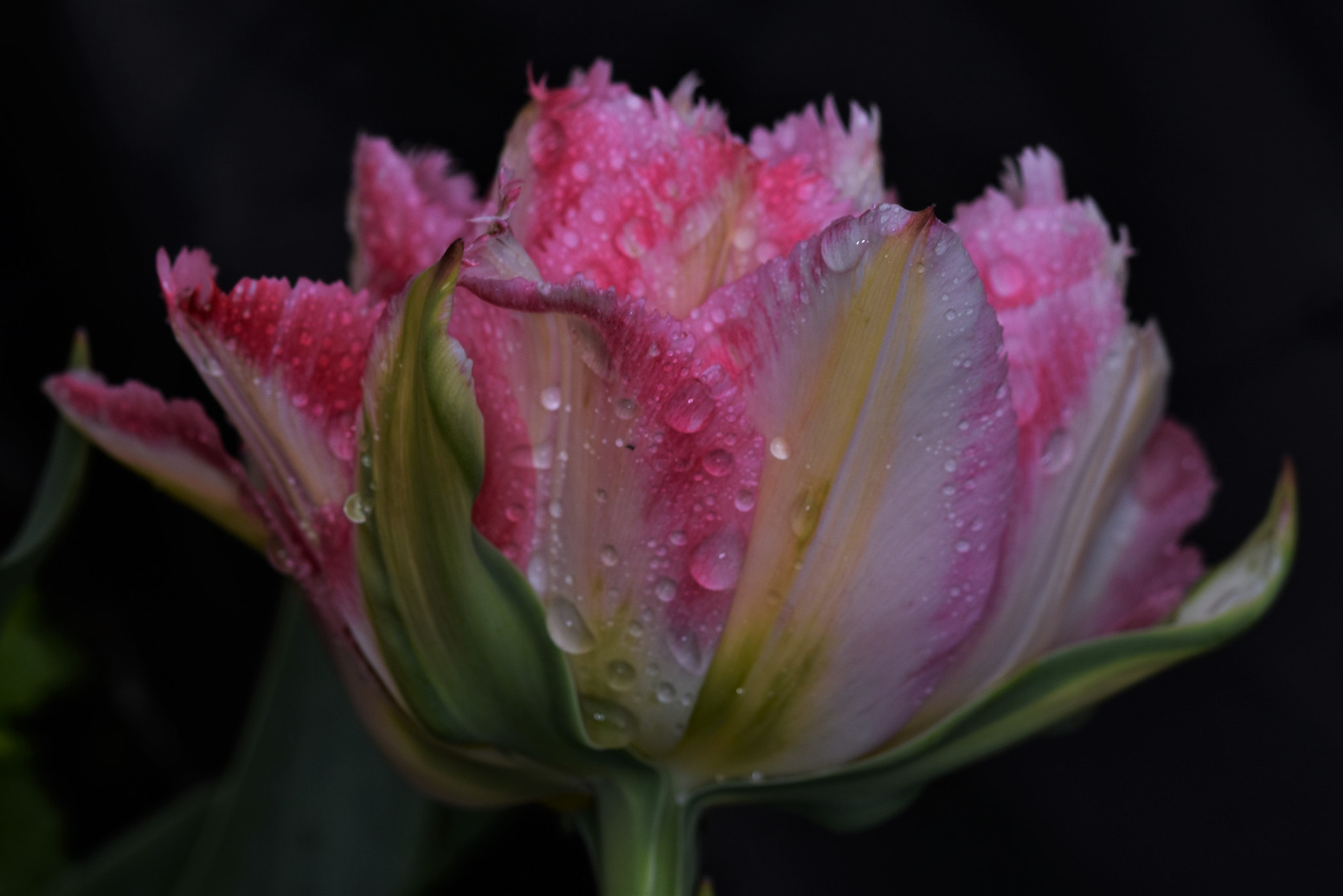 Sigma 105mm F2.8 EX DG OS HSM sample photo. Pink tulip photography