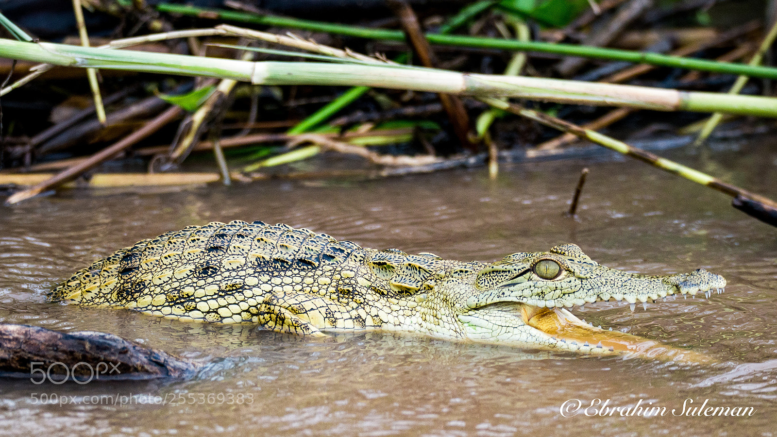 Nikon D800 sample photo. Baby croc......mamma's baby photography