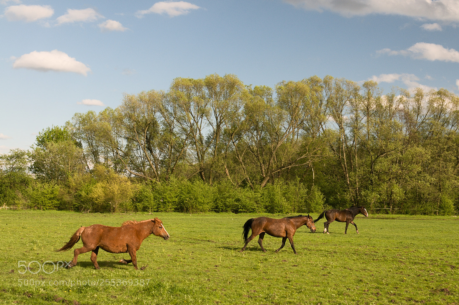 Nikon D300 sample photo. Freedom photography