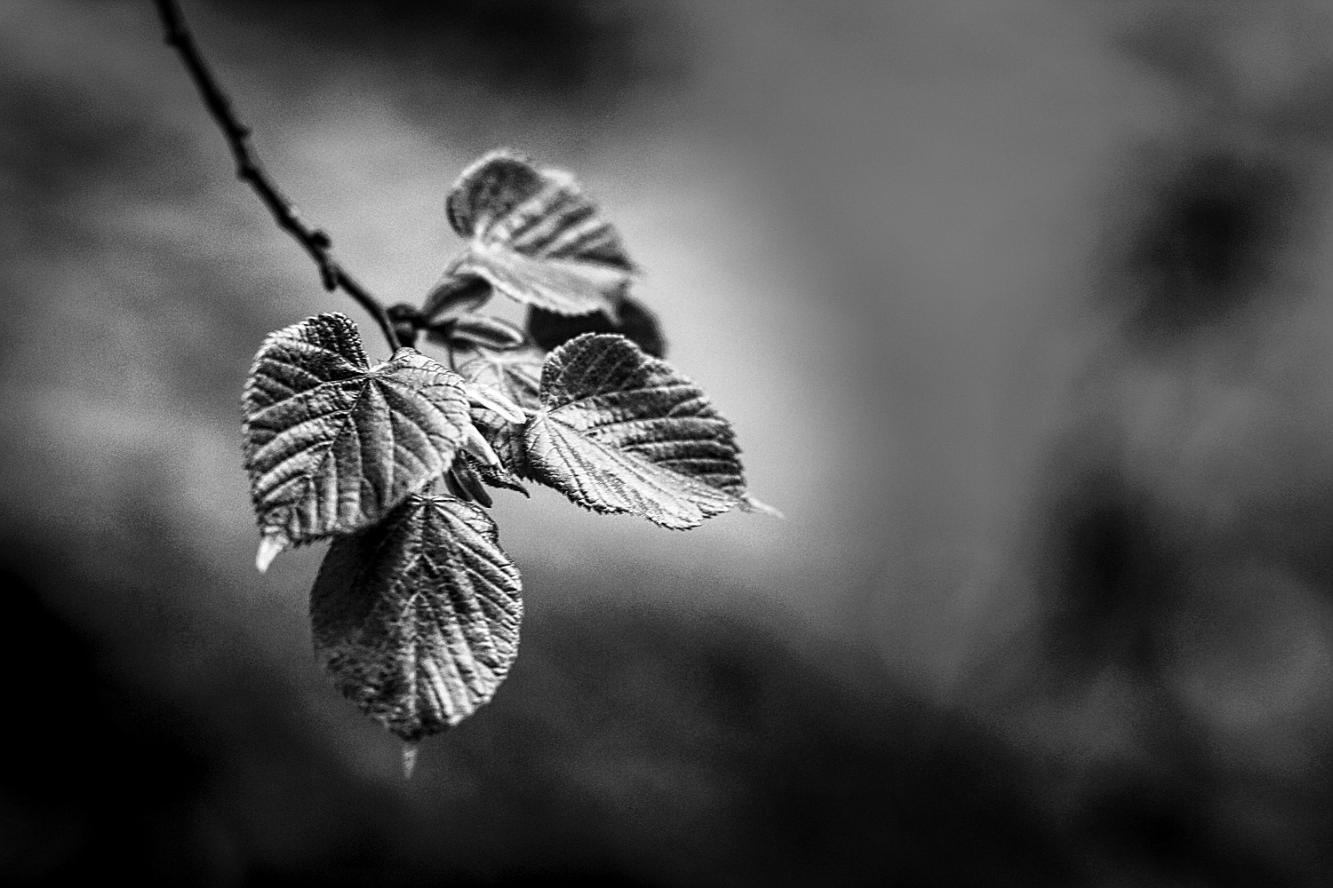 Canon EF 85mm F1.8 USM sample photo. Spring leaves photography