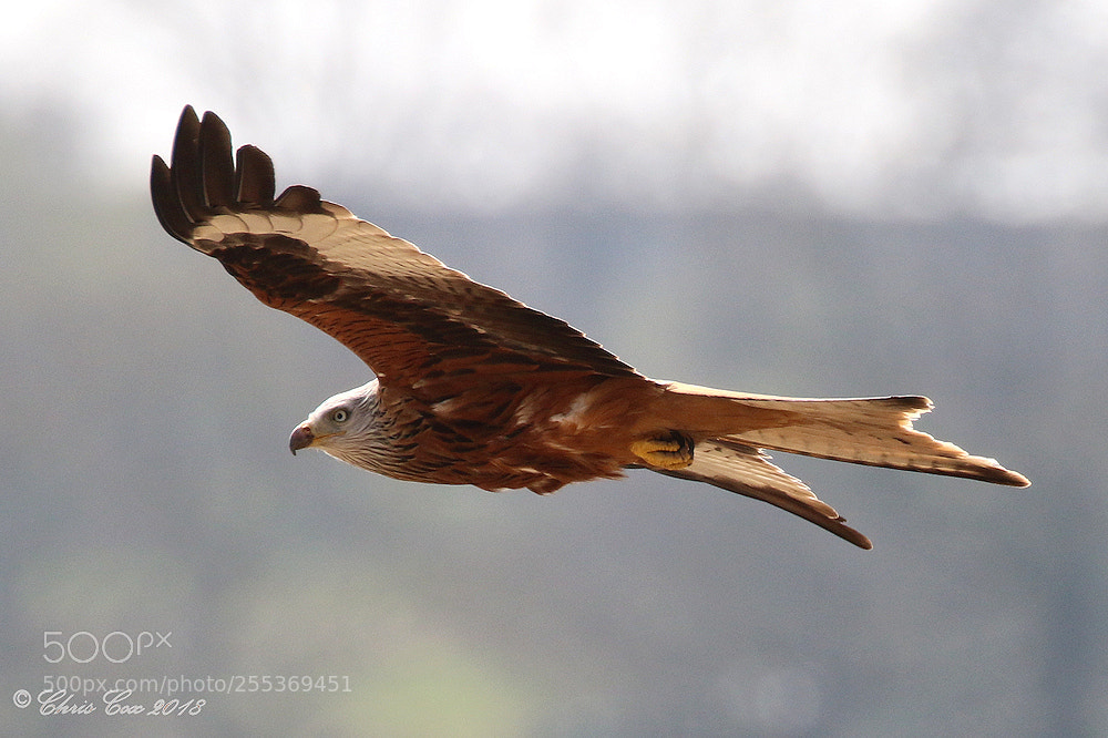 Canon EOS 7D Mark II sample photo. Red kite photography