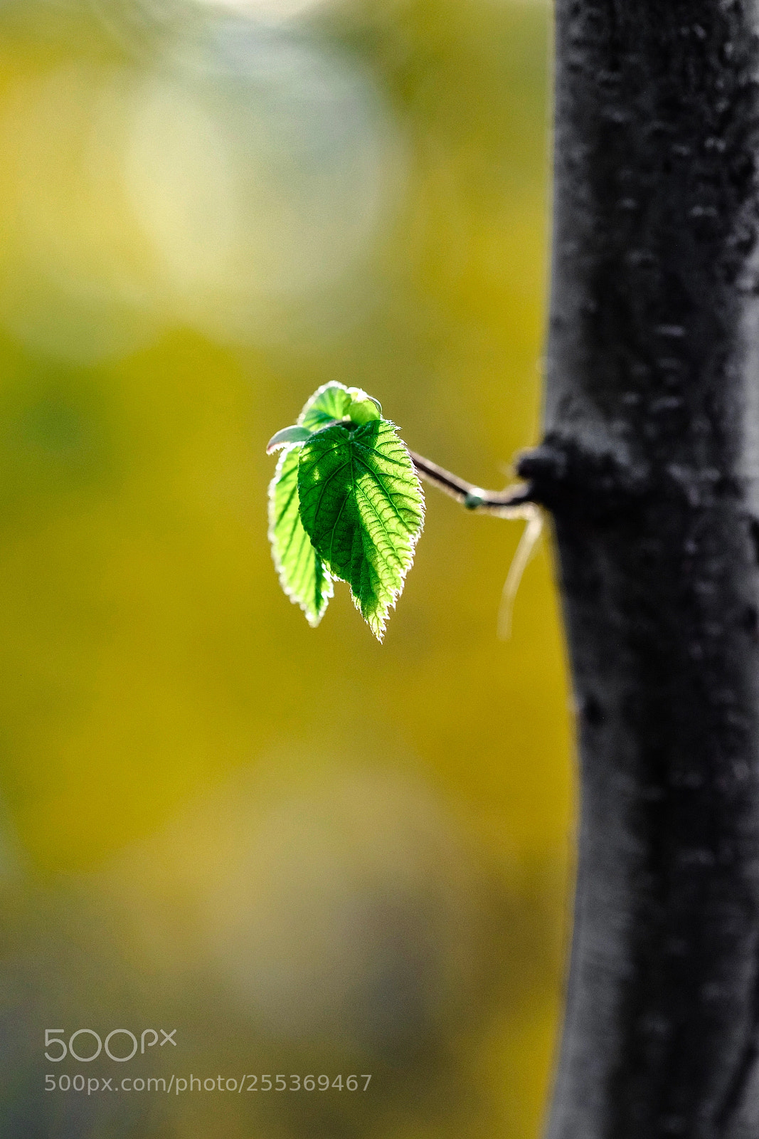 Fujifilm X-E2 sample photo. New life photography