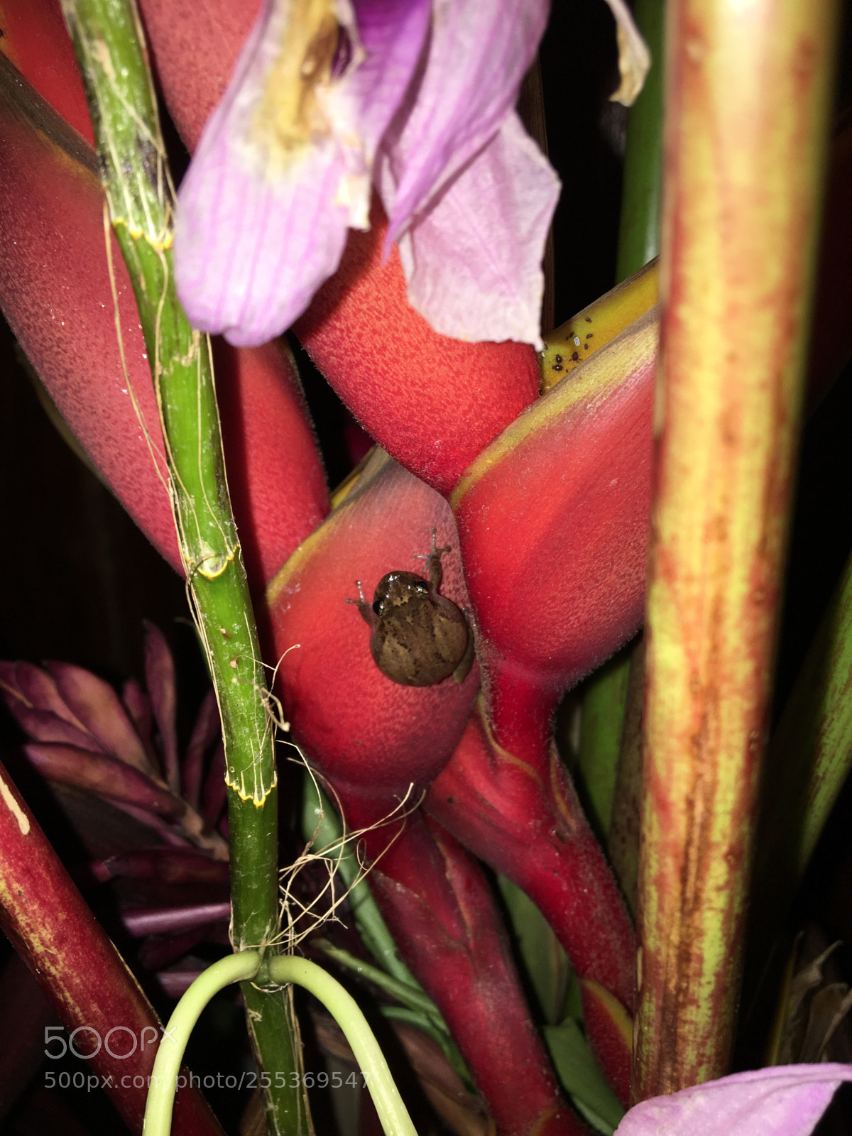 Apple iPhone 6s sample photo. Coqui frog singing photography