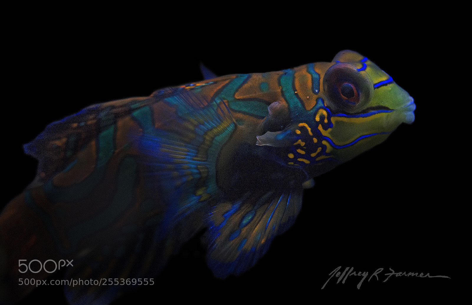 Canon EOS 70D sample photo. Mandarin goby photography