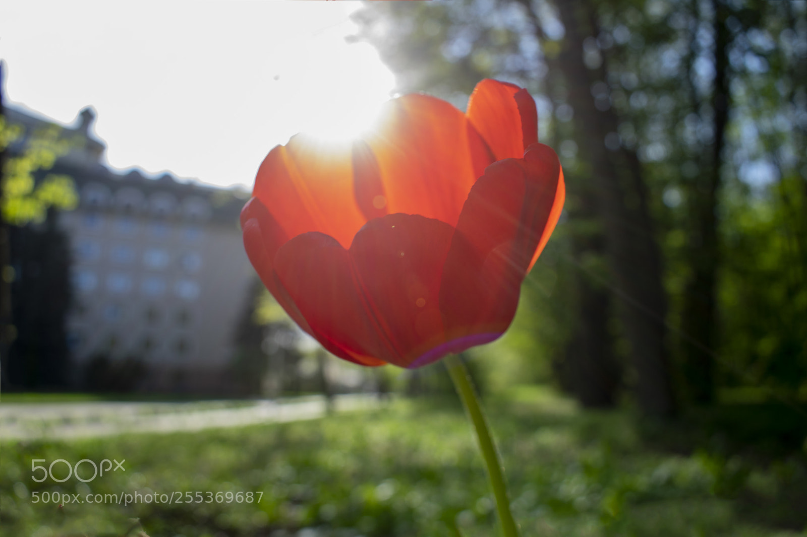 Nikon D3300 sample photo. Sun flower photography