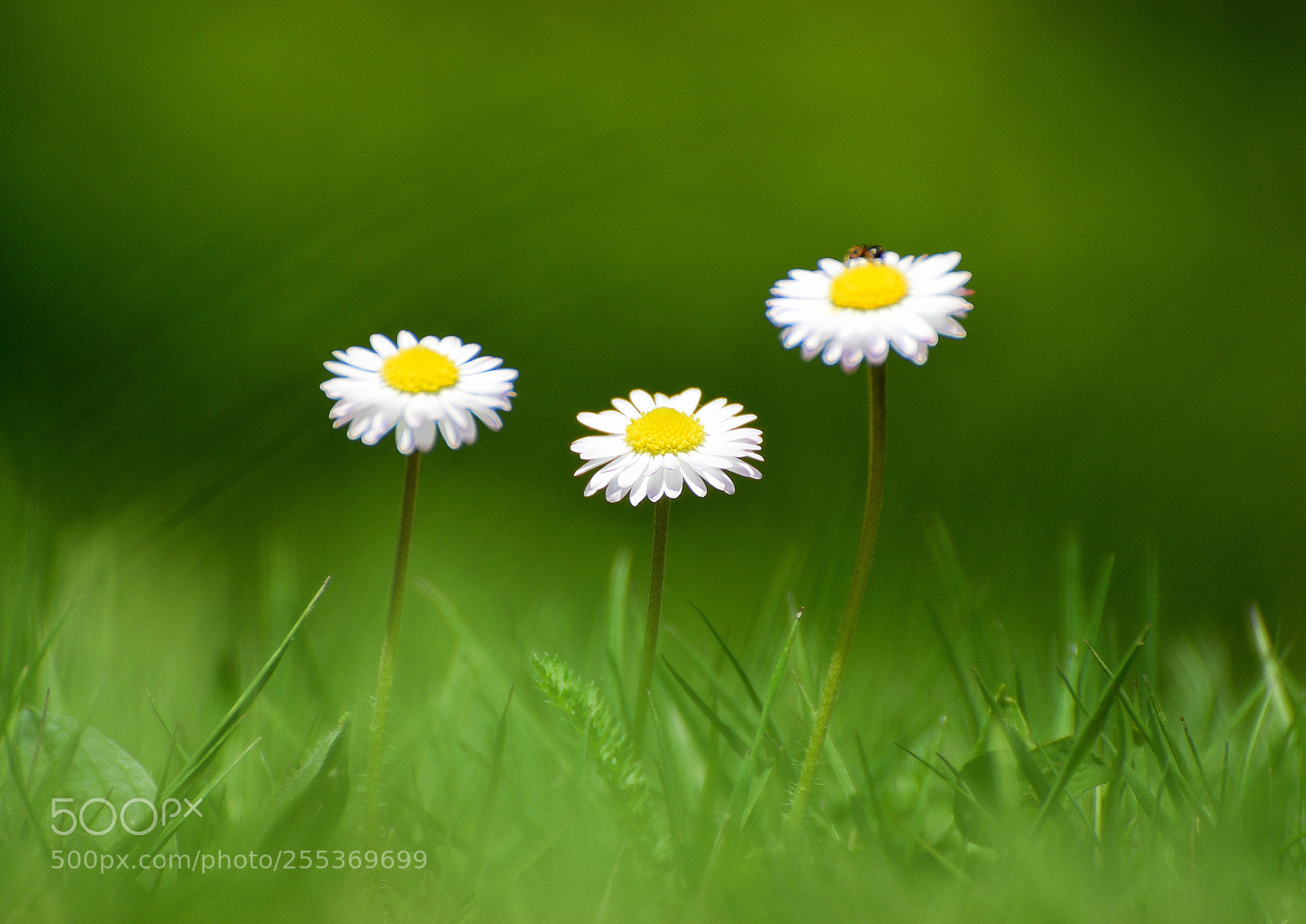 Nikon D3300 sample photo. Daisies photography