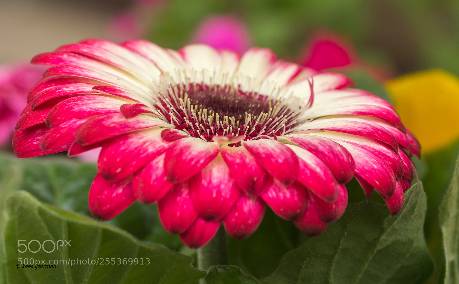 Sony SLT-A77 sample photo. Gerbera. photography