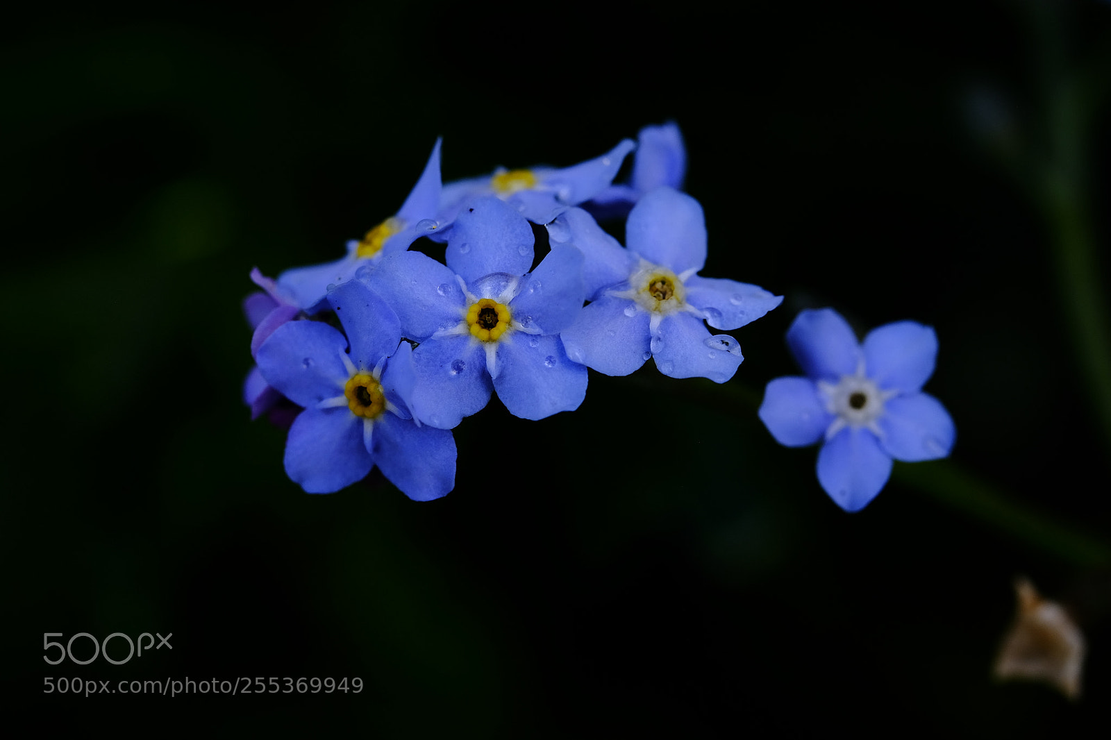 Fujifilm X-T10 sample photo. 557 photography
