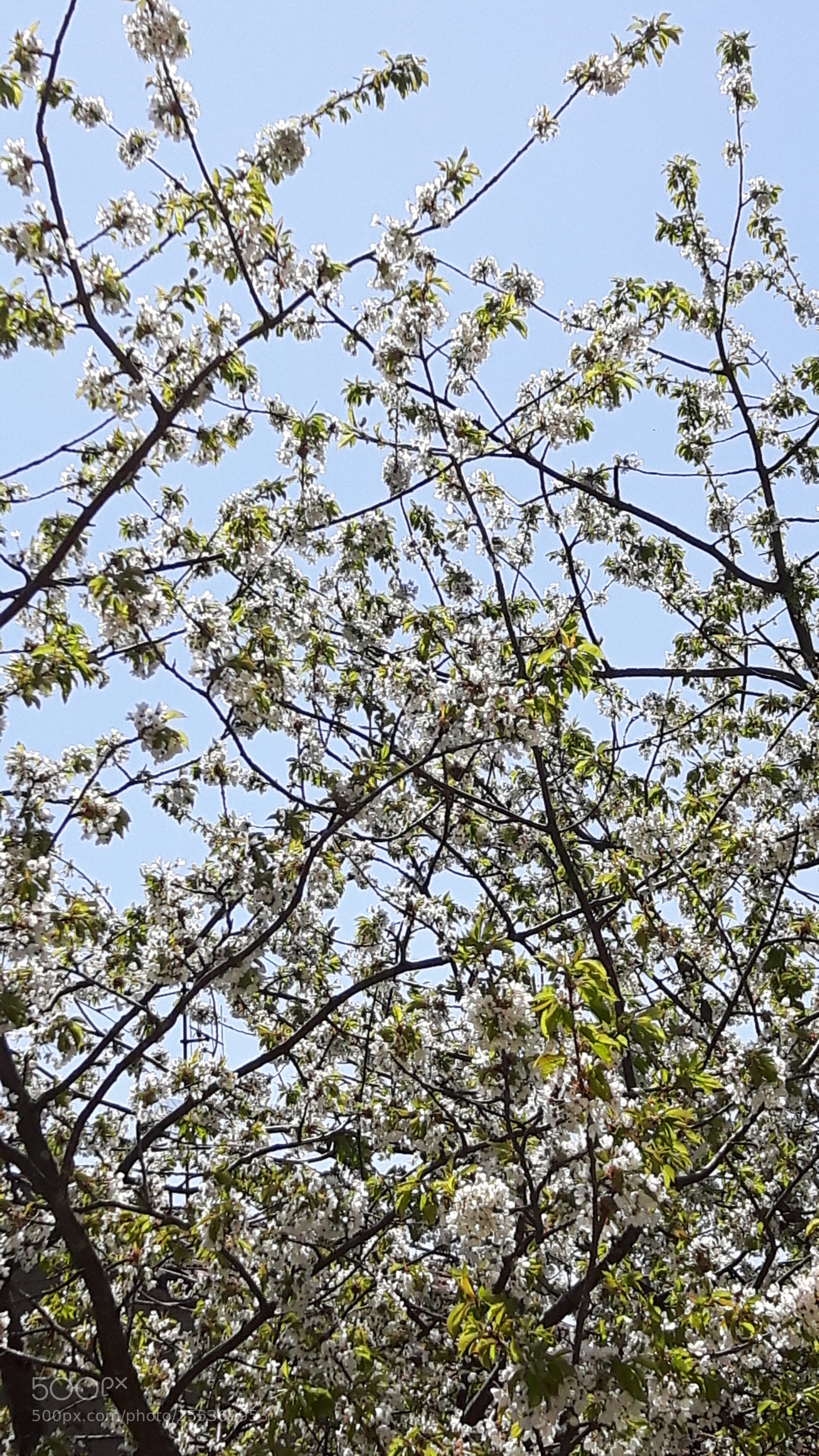 Samsung Galaxy S5 Neo sample photo. Beautiful day photography