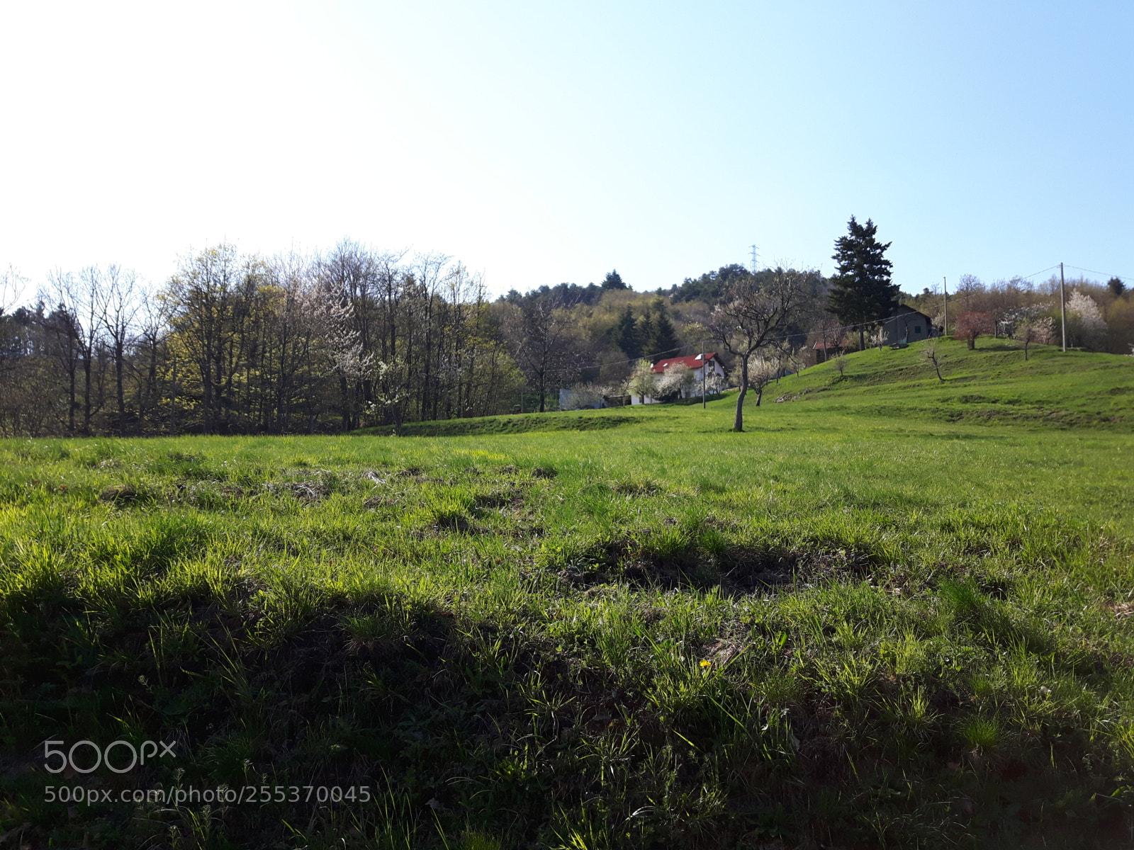Samsung Galaxy S5 Neo sample photo. Green home photography