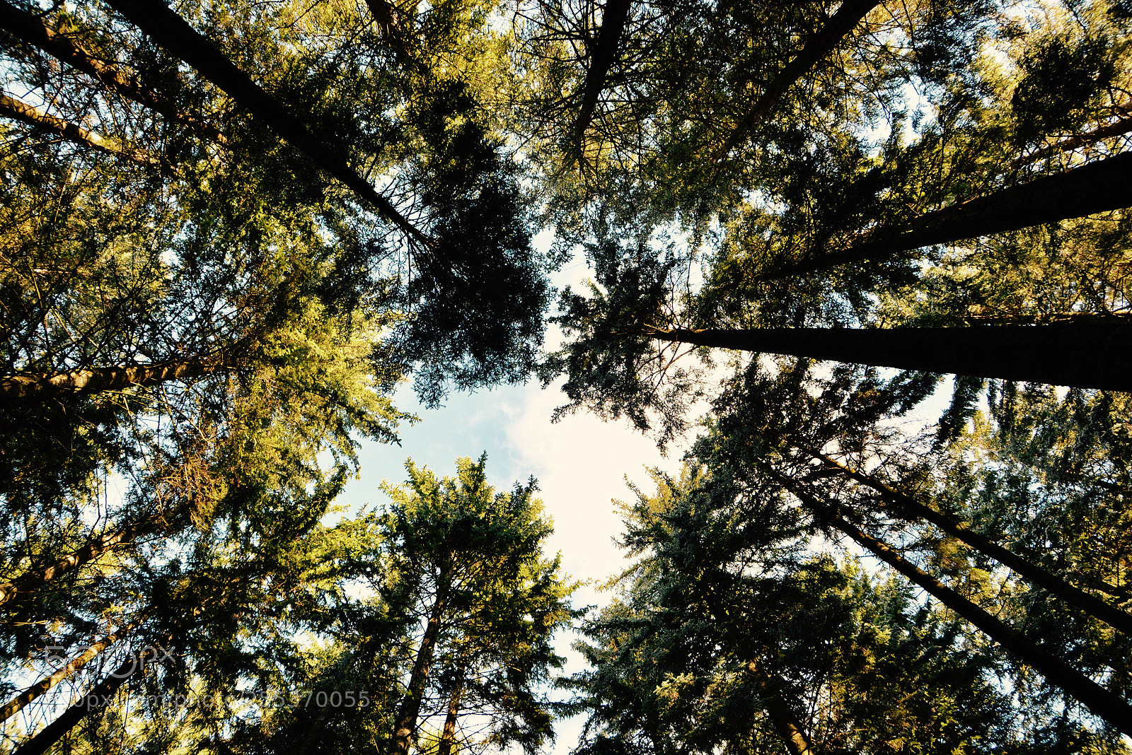 Nikon D7100 sample photo. Look up photography