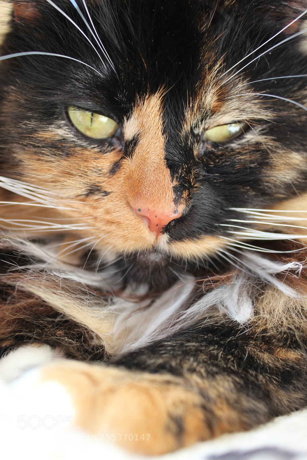 Canon EOS 600D (Rebel EOS T3i / EOS Kiss X5) sample photo. Miau photography