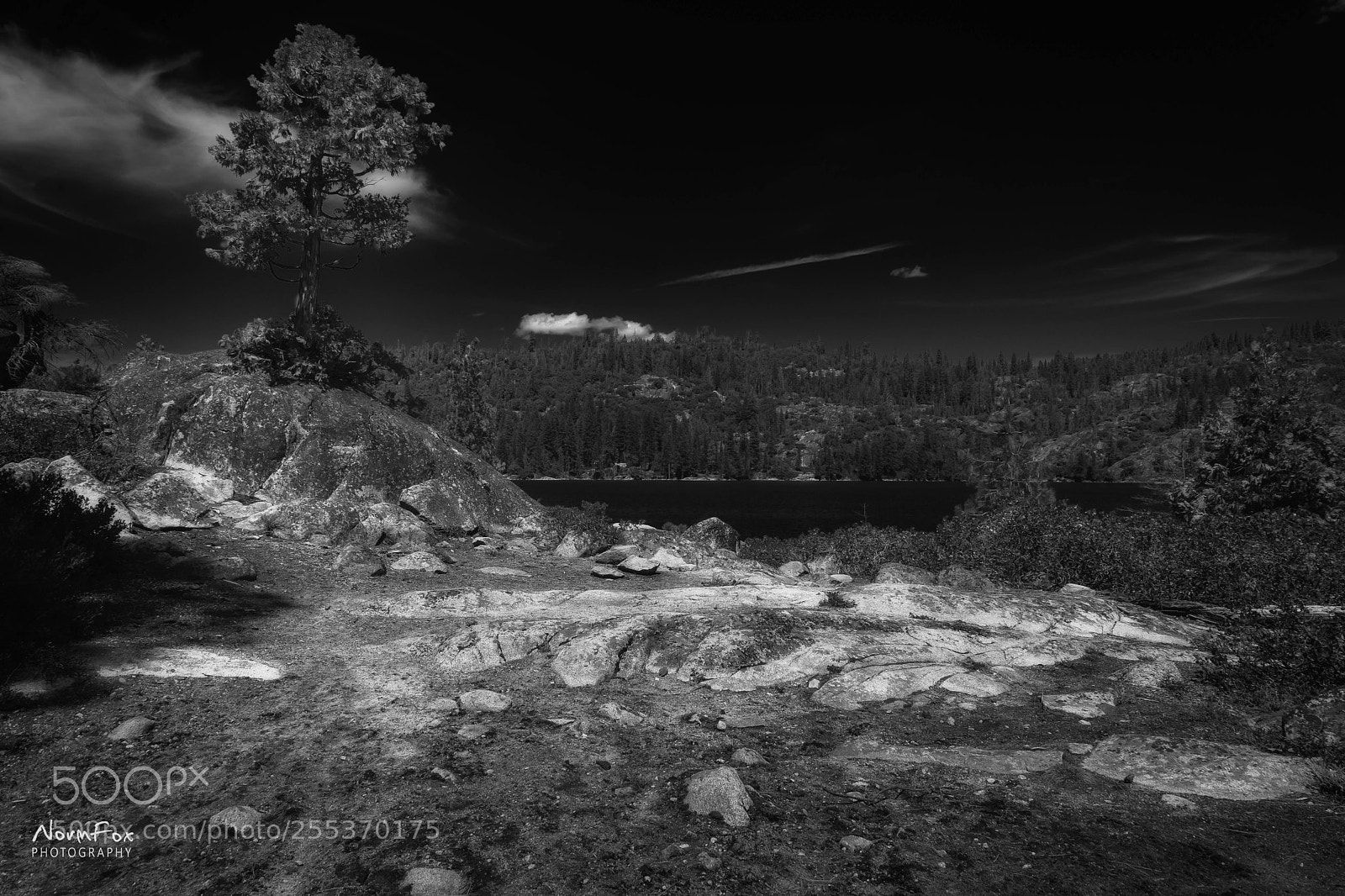Canon EOS 6D Mark II sample photo. Tree and rocks photography
