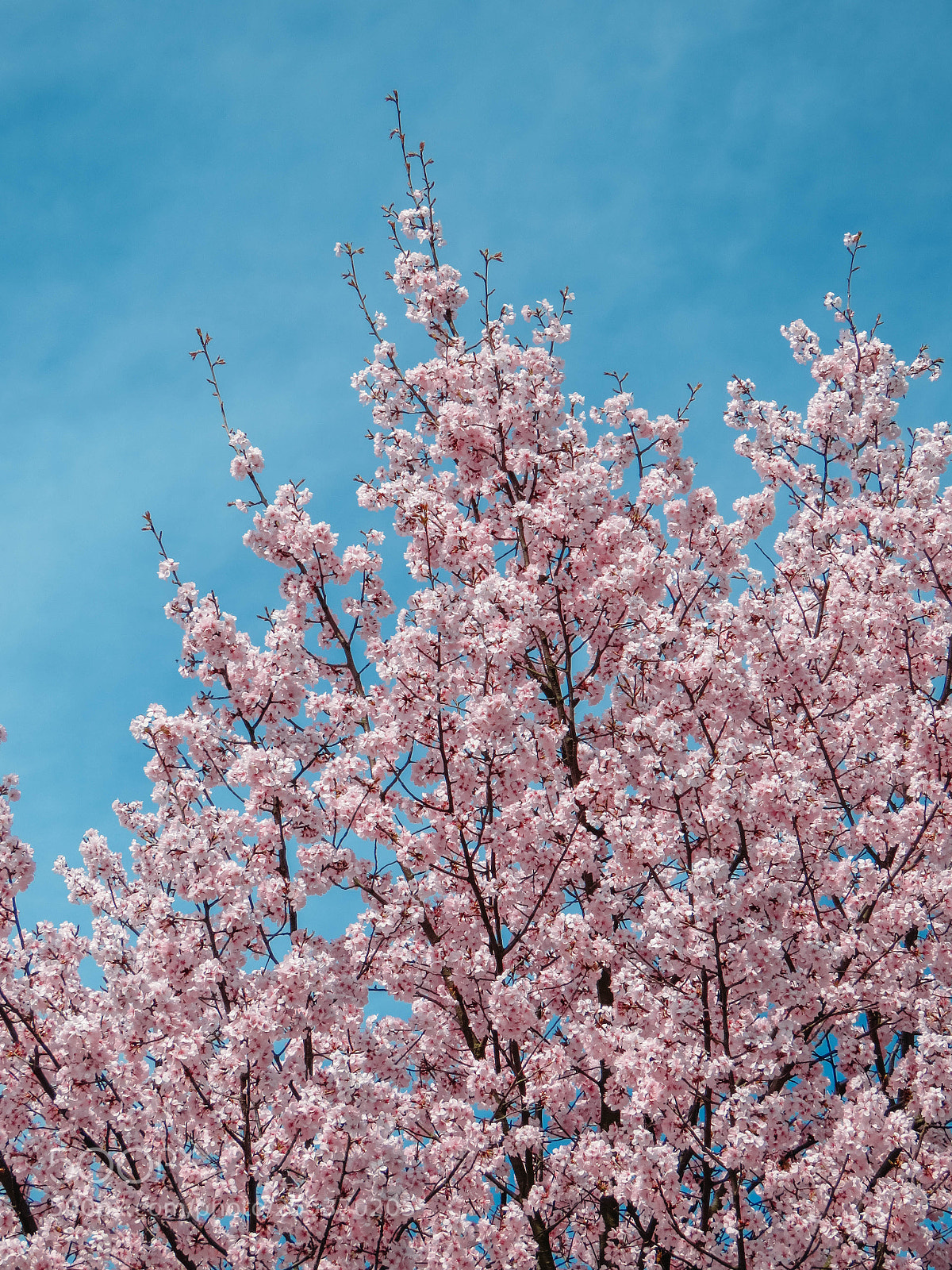 Canon PowerShot SX60 HS sample photo. Blooming sakura in a photography