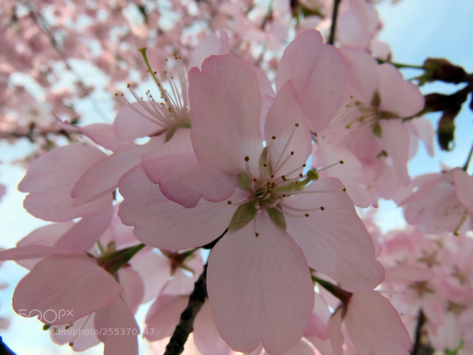 Canon PowerShot SX60 HS sample photo. Blooming sakura in a photography