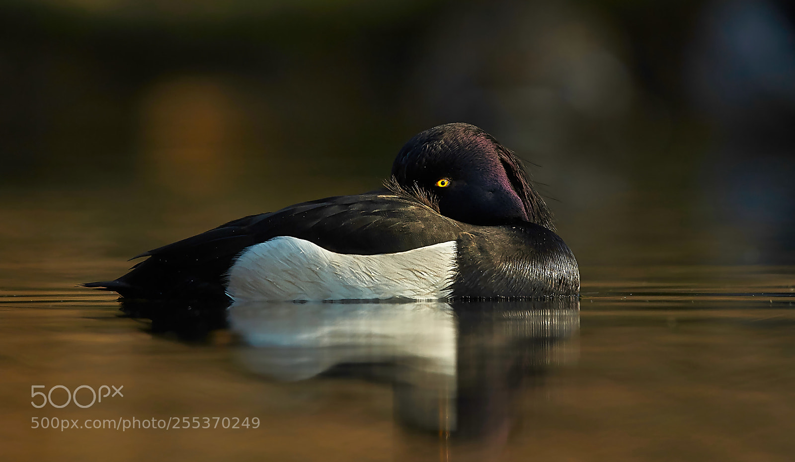 Sony SLT-A58 sample photo. Tufted duck photography