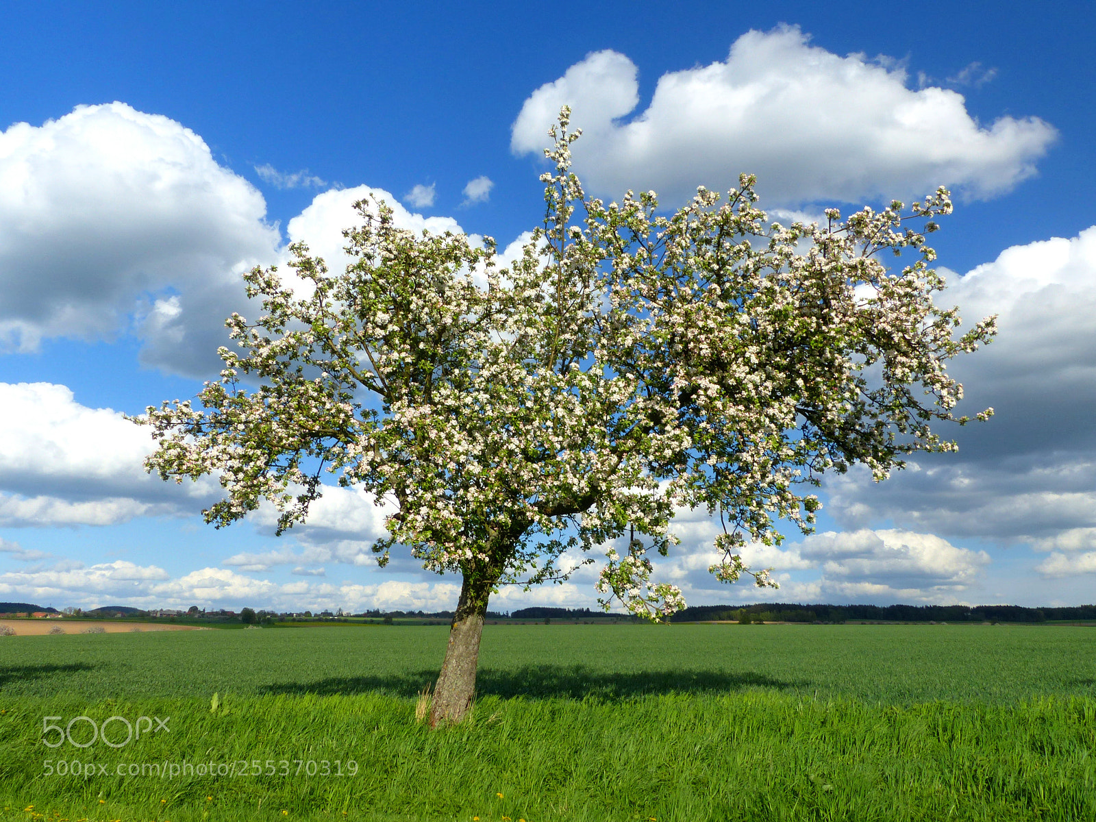 Panasonic Lumix DMC-FZ200 sample photo. Apple tree photography