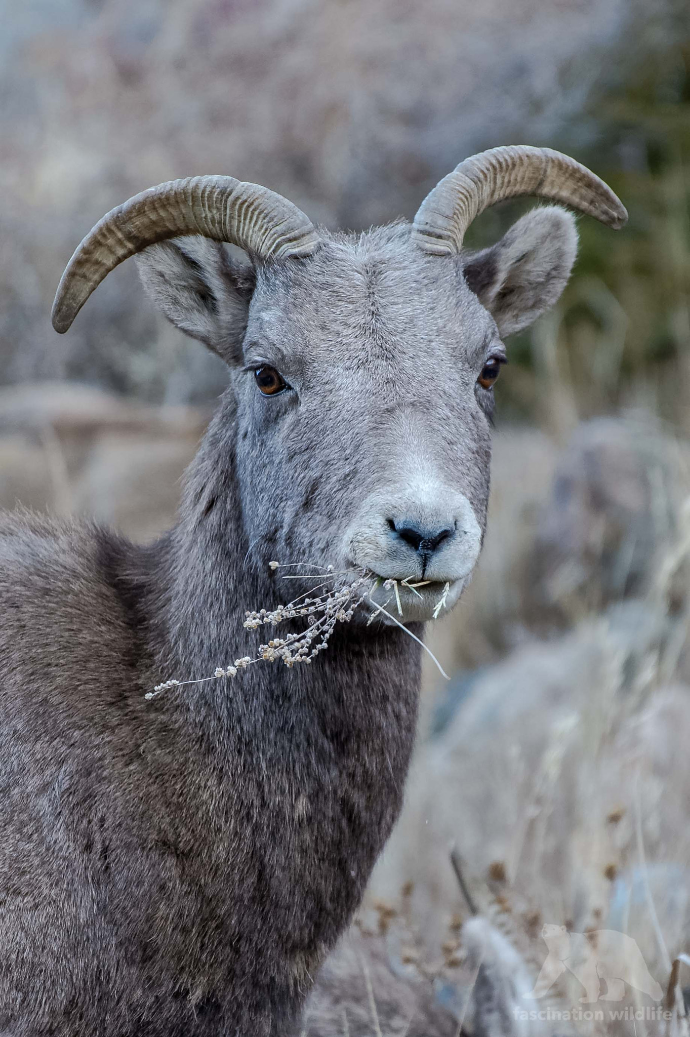Nikon D4S sample photo. Bighorn sheep photography
