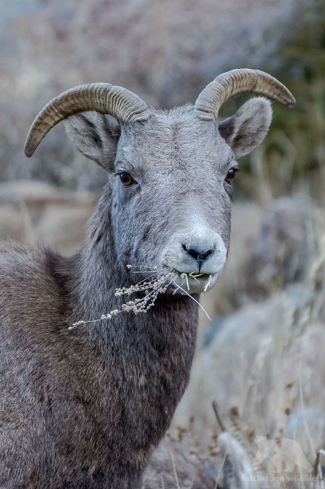 Sigma 150-600mm F5-6.3 DG OS HSM | S sample photo. Bighorn sheep photography