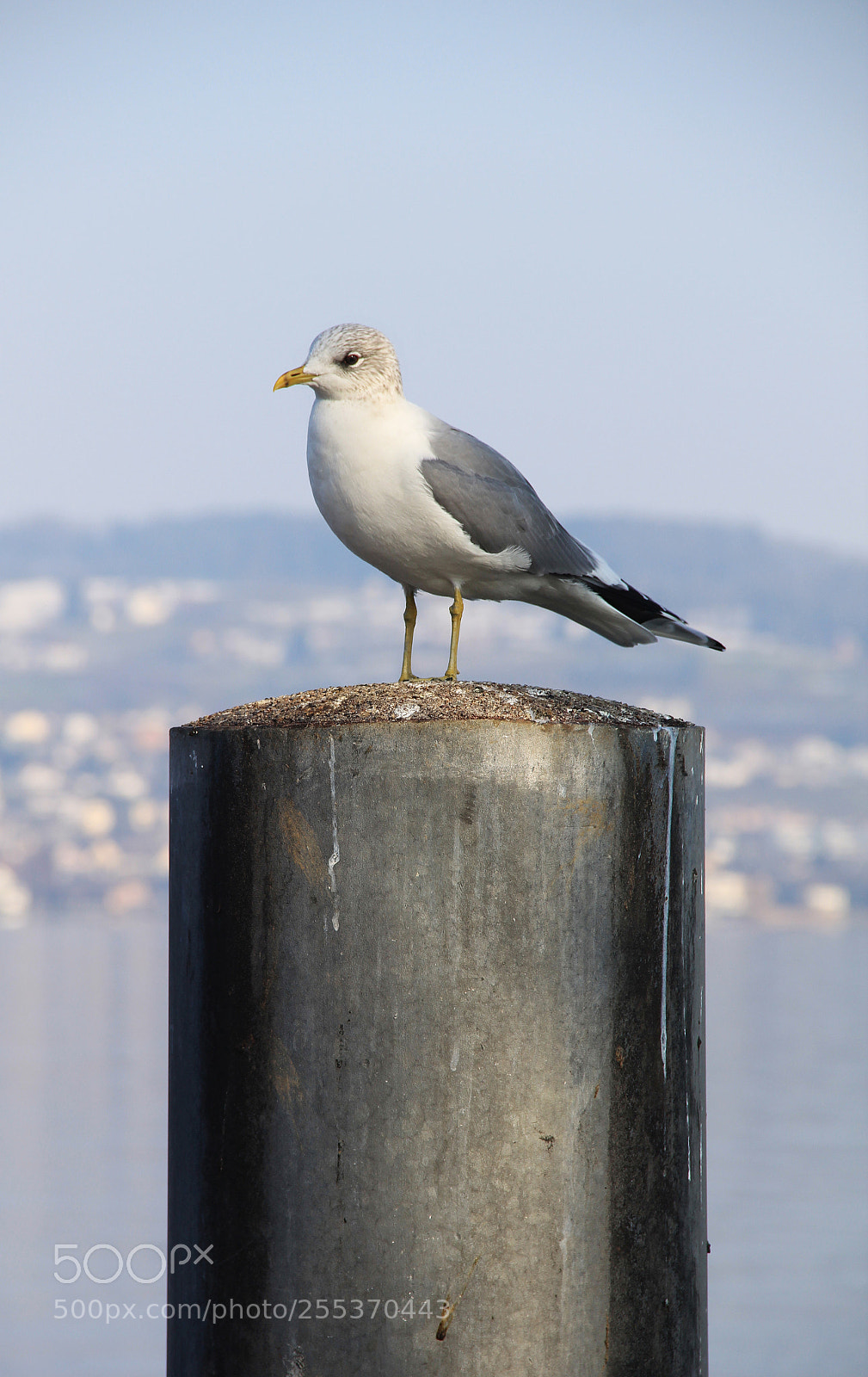 Canon EOS 60D sample photo. Chief of seagulls photography