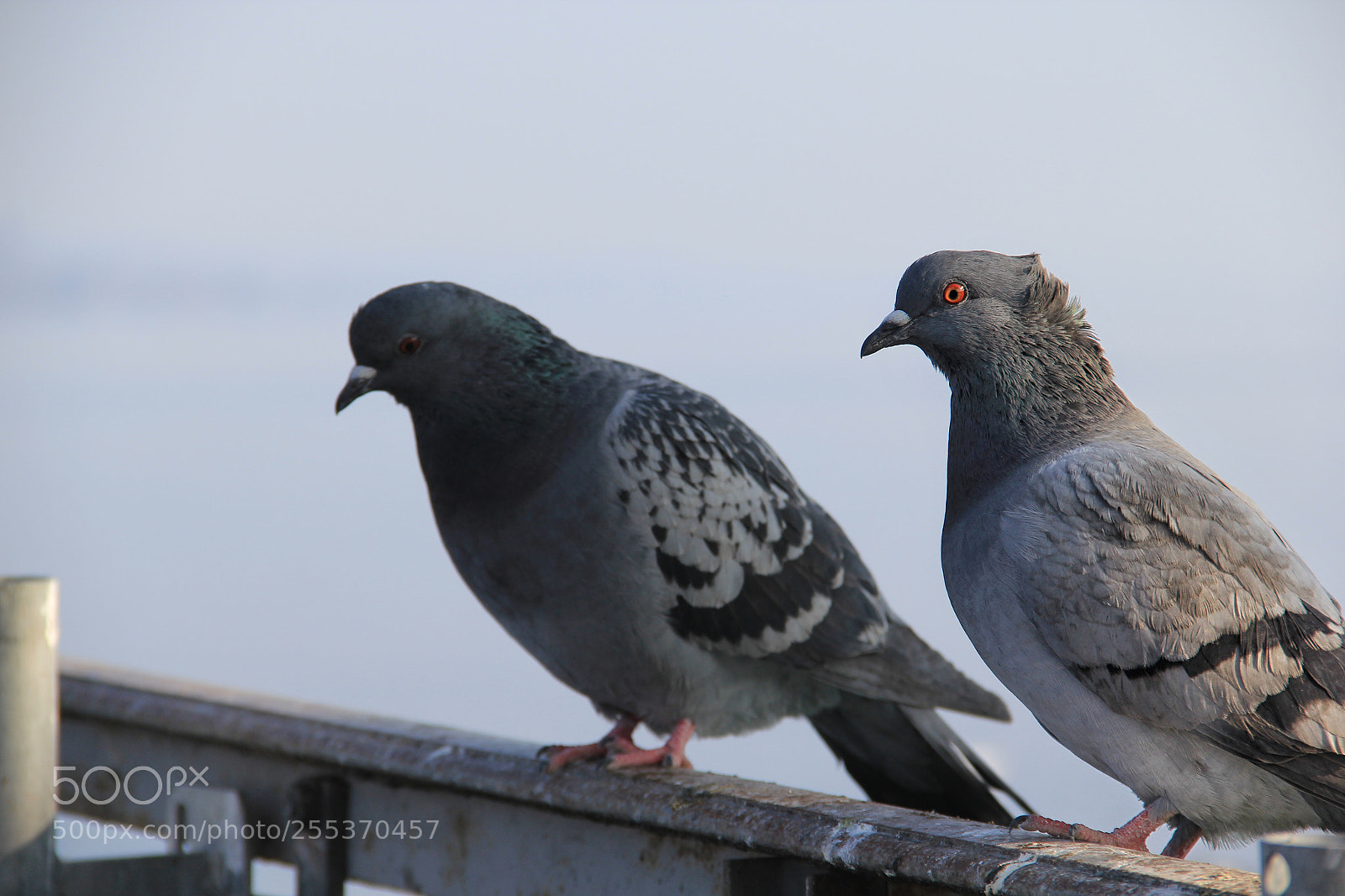 Canon EOS 60D sample photo. Chill with your friend photography