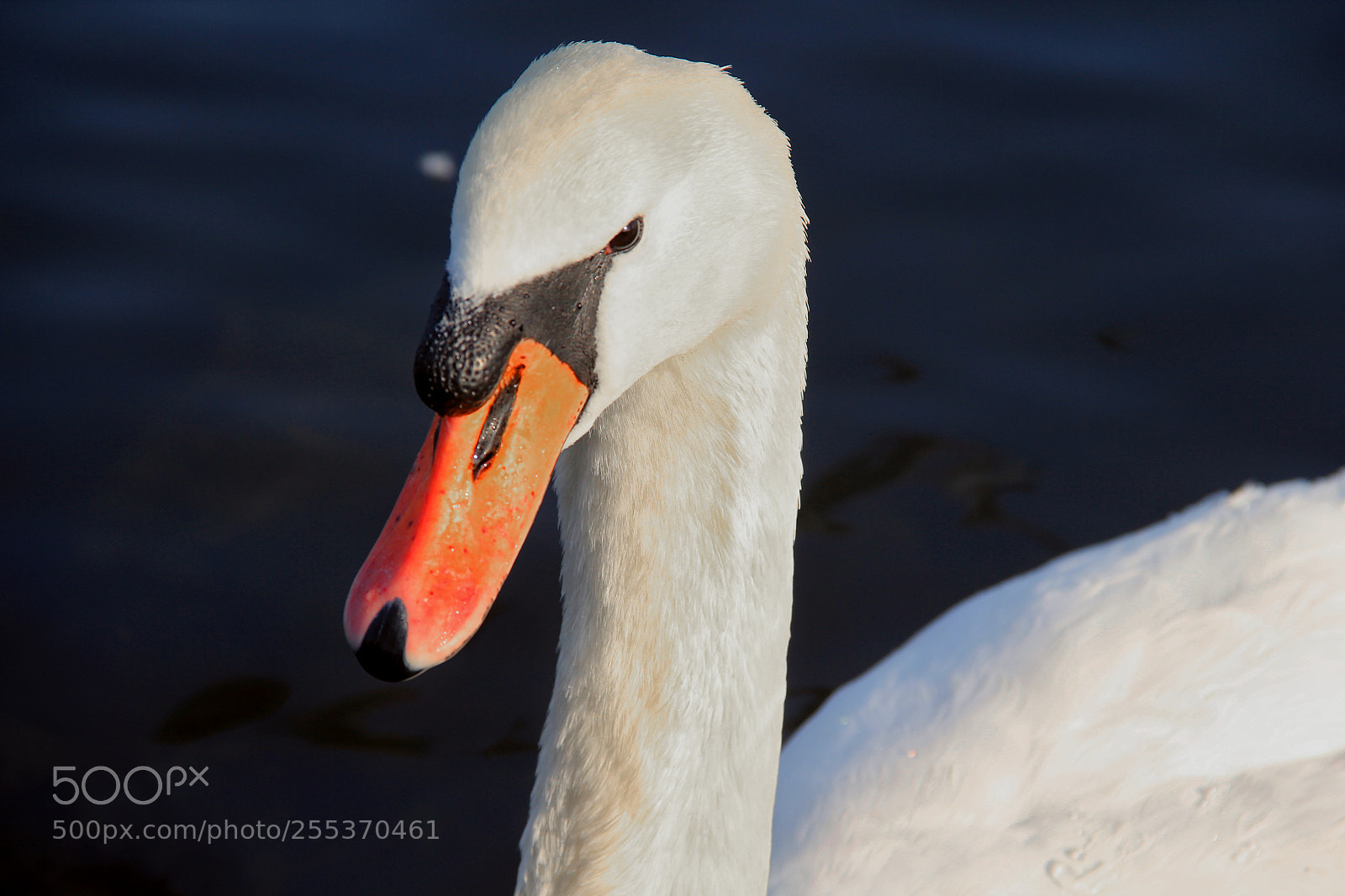 Canon EOS 60D sample photo. The beauty face of photography