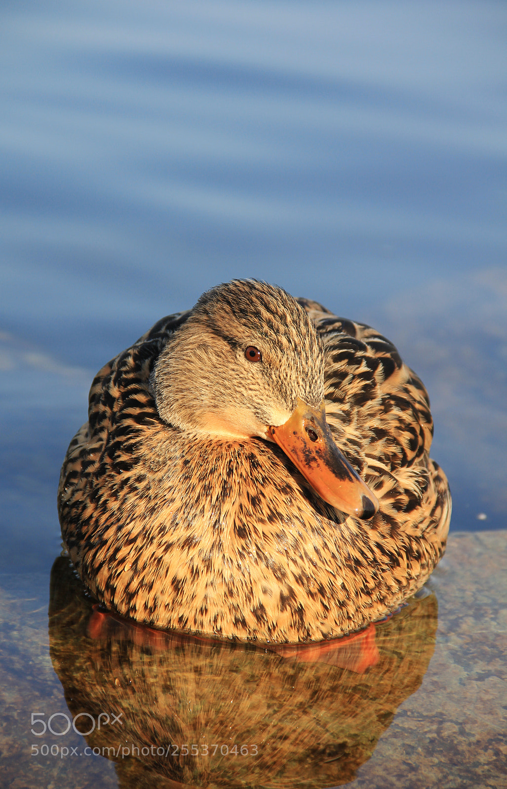 Canon EOS 60D sample photo. My beautiful duck-model :) photography