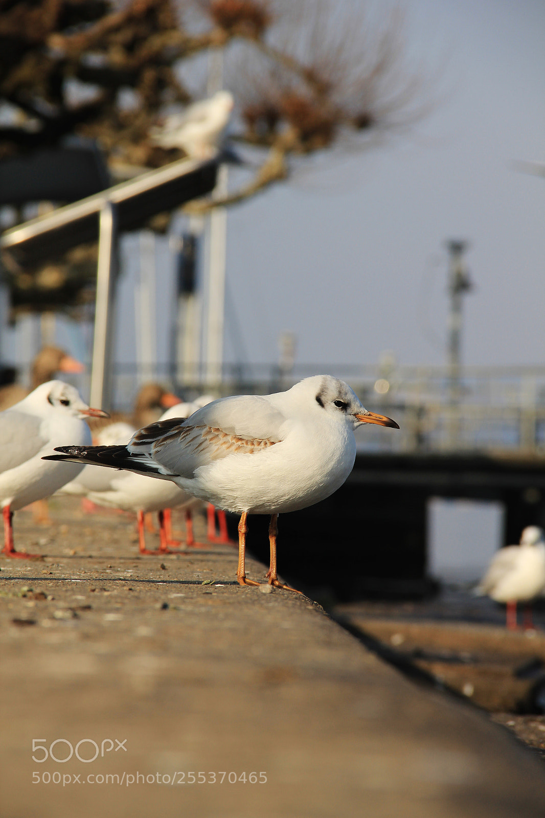 Canon EOS 60D sample photo. Cute seagulls enjoy the photography
