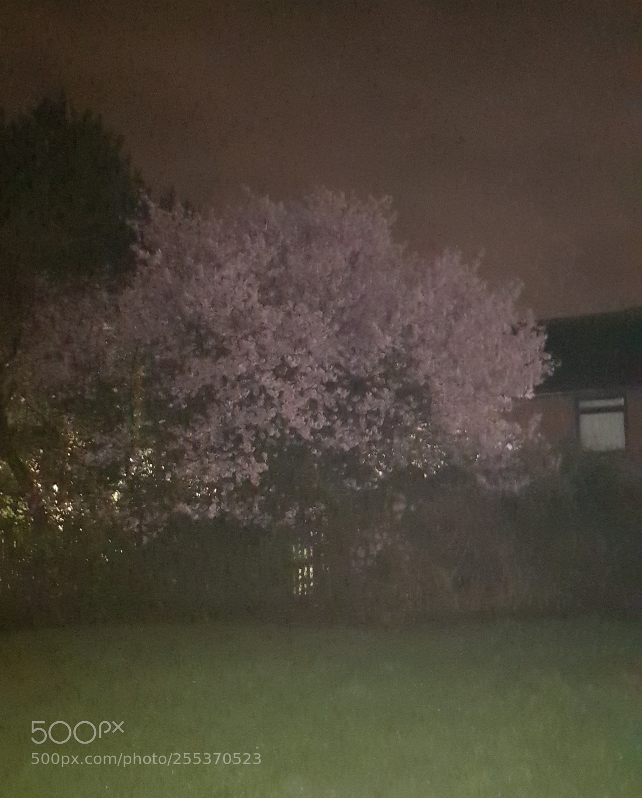 Samsung Galaxy S8 sample photo. First blossom photography