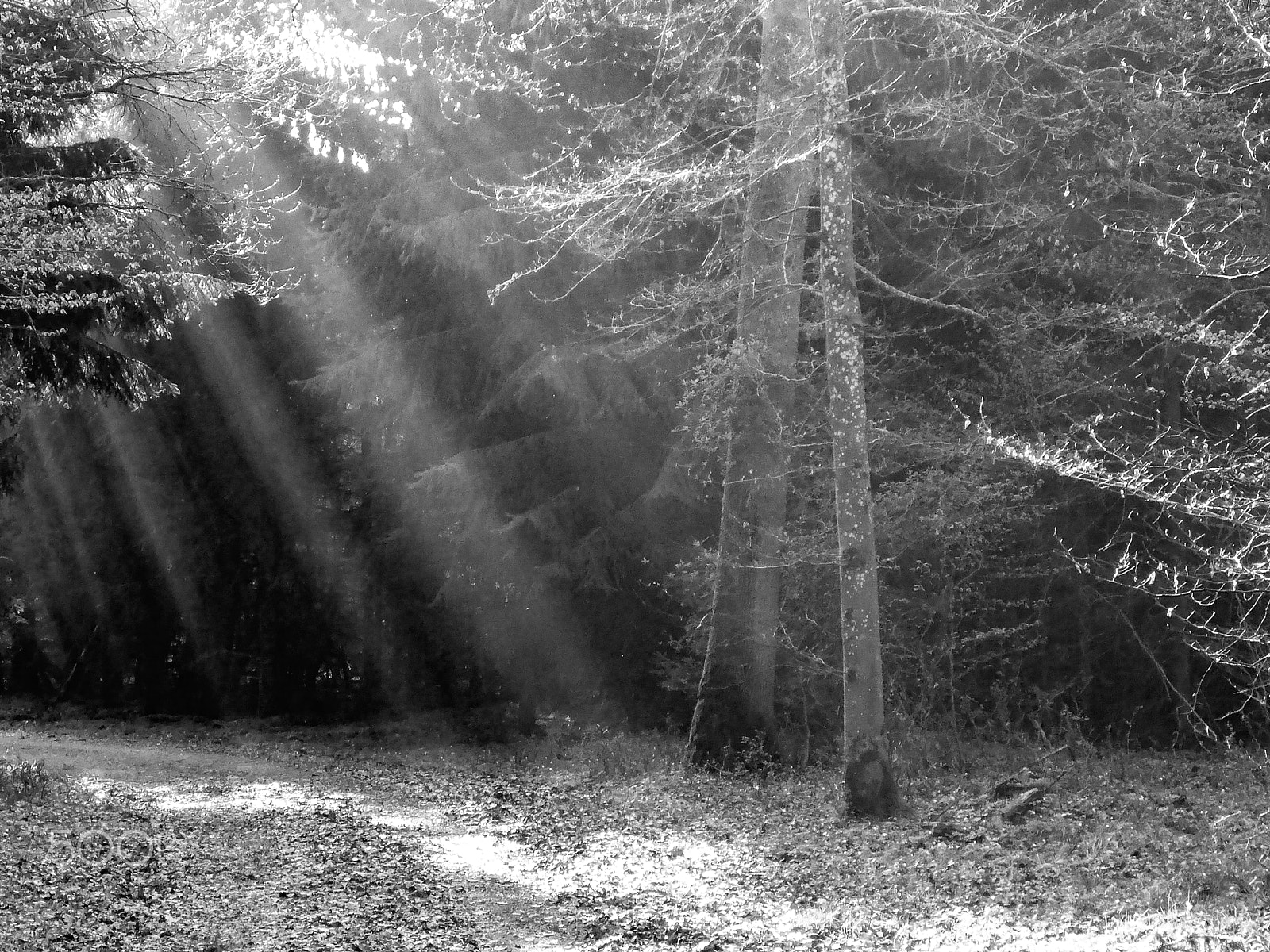 Panasonic Lumix DMC-TS5 (Lumix DMC-FT5) sample photo. Forest black and white photography