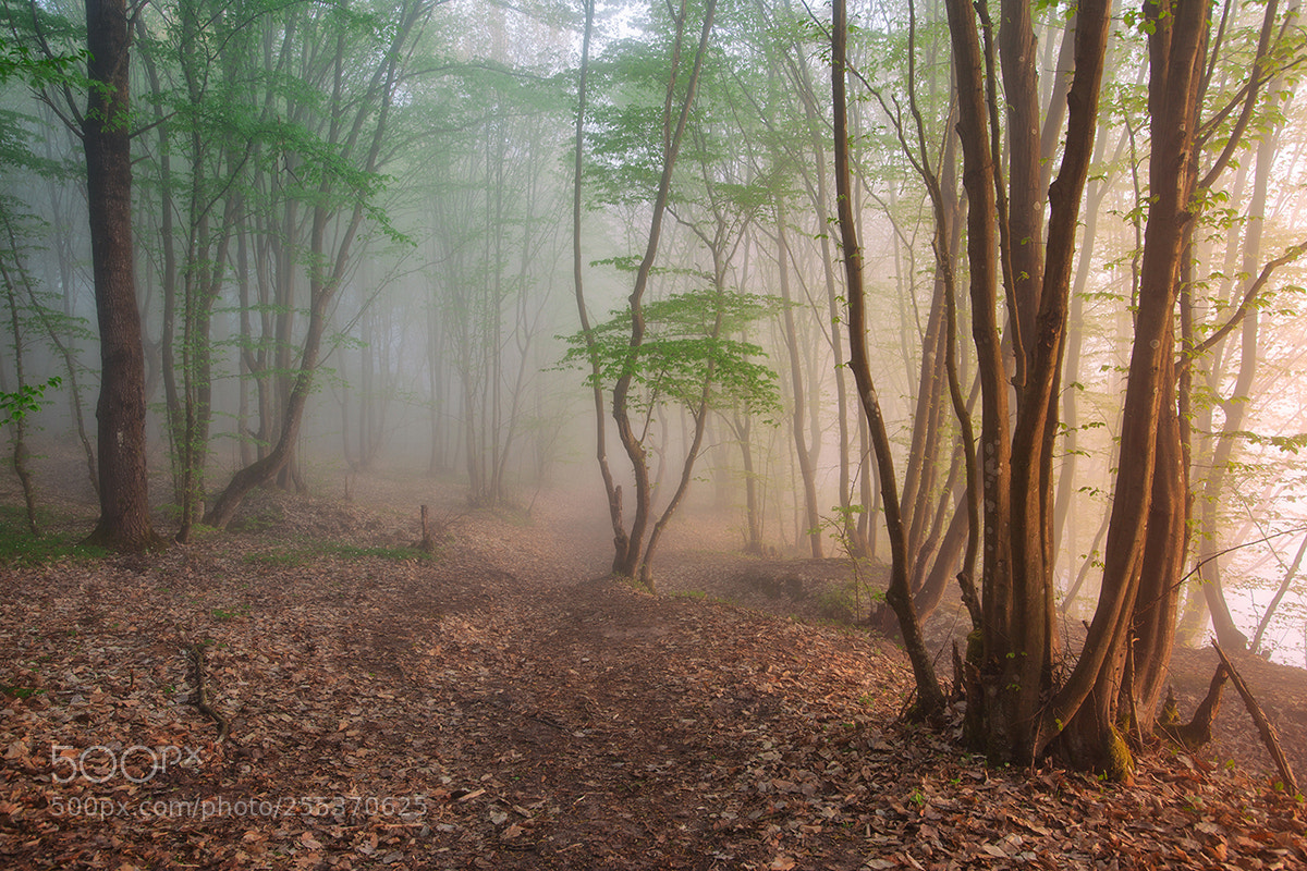 Canon EOS 5D Mark II sample photo. Foggy path photography