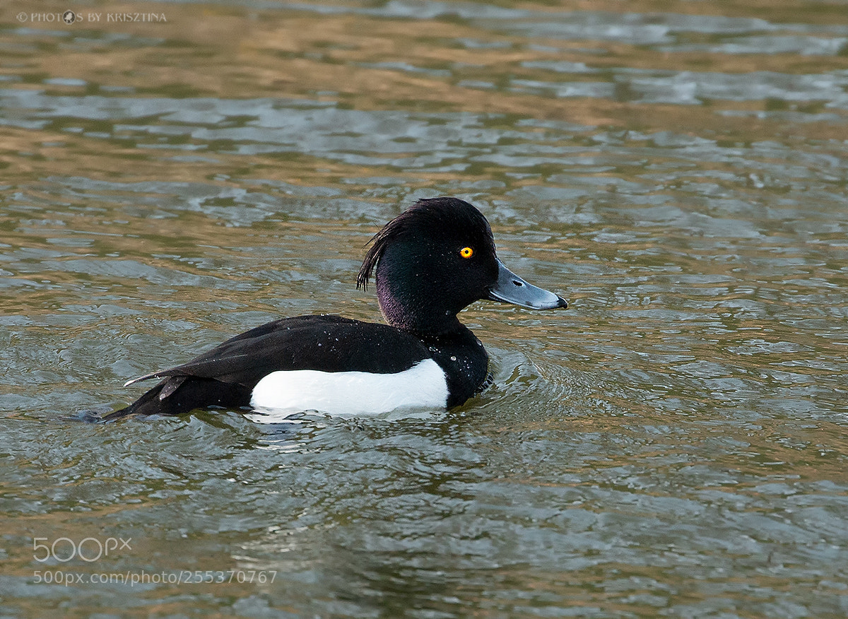 Canon EOS 70D sample photo. Tufted duck (male) photography