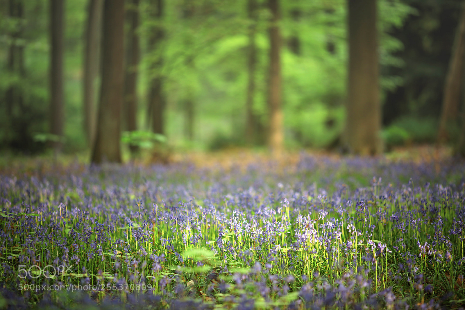 Canon EOS 5D Mark IV sample photo. Hallerbos (2018) iii photography