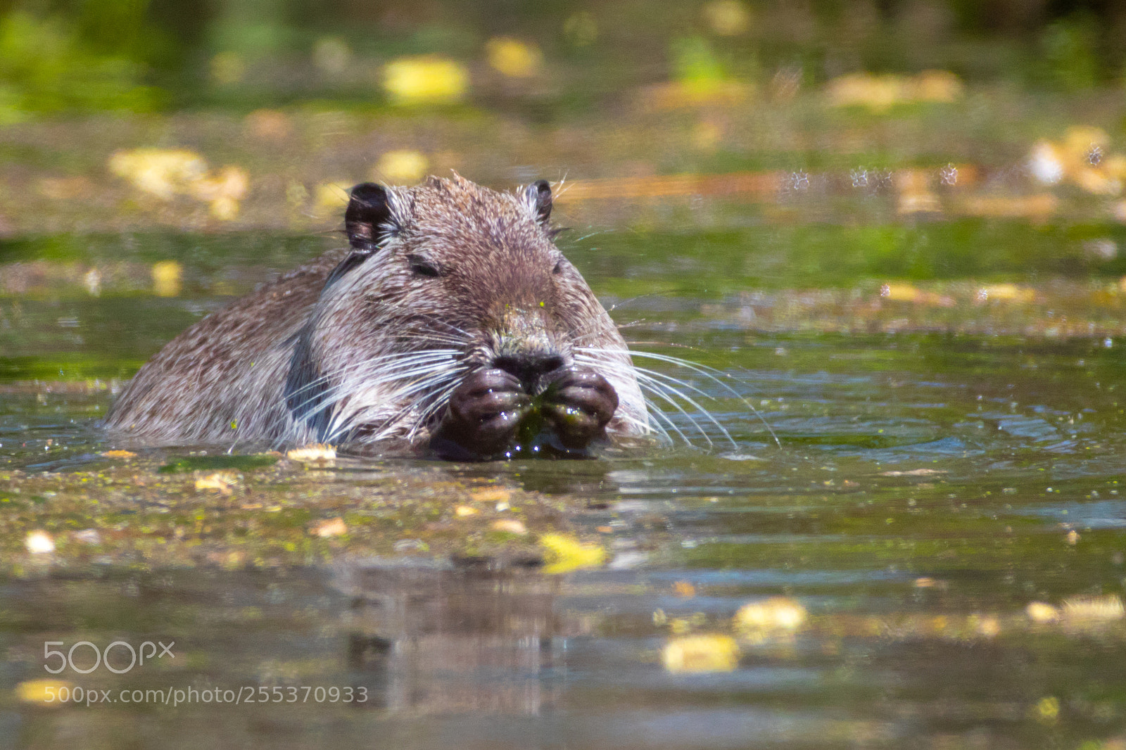 Canon EOS 7D Mark II sample photo. Coypu - myocastor coypus photography
