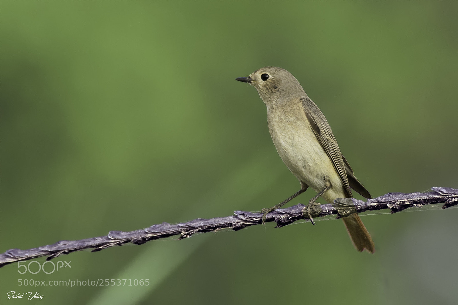 Nikon D500 sample photo. Common redstart female photography