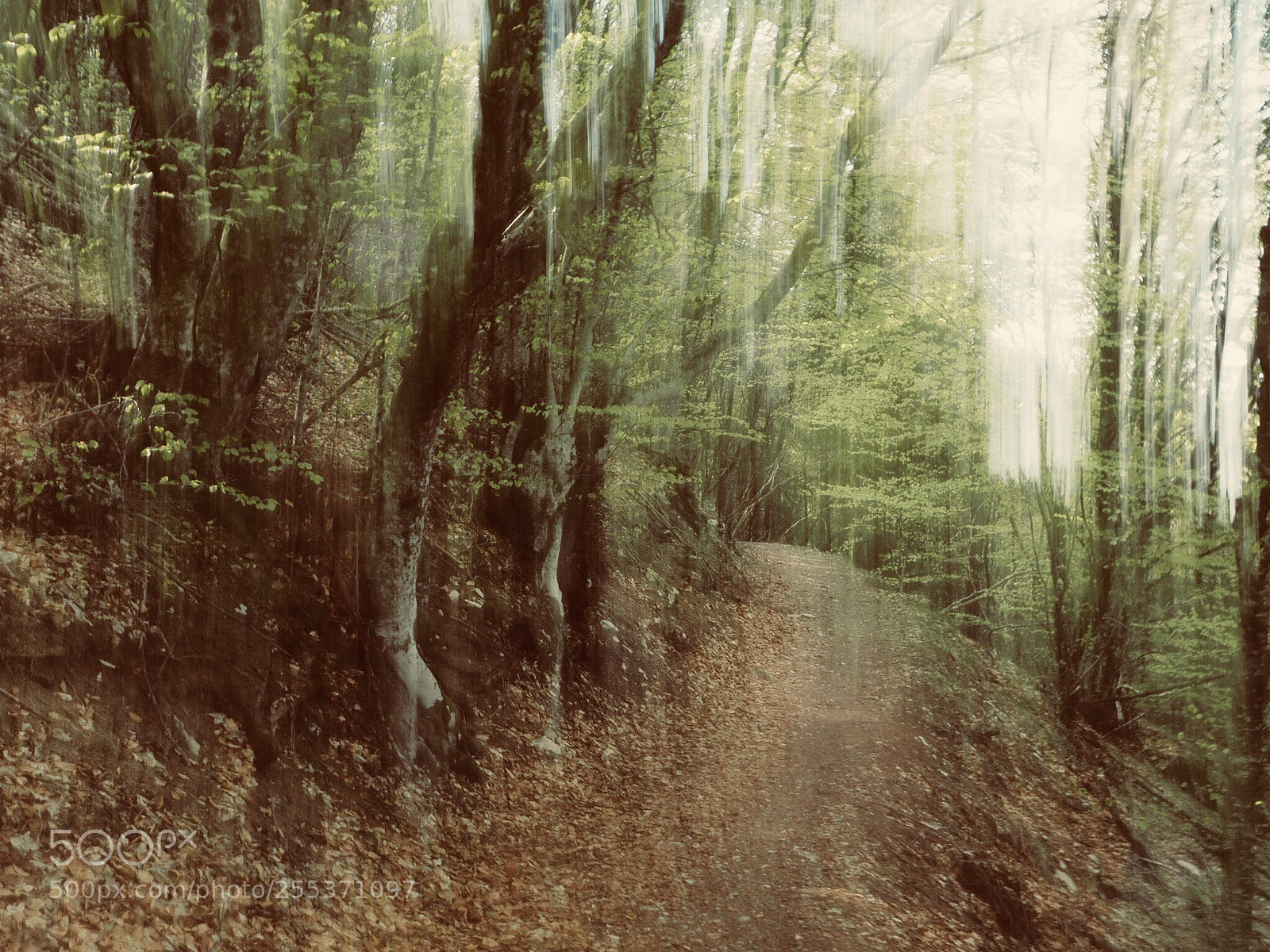 Olympus OM-D E-M5 II sample photo. The forest in dreams... photography