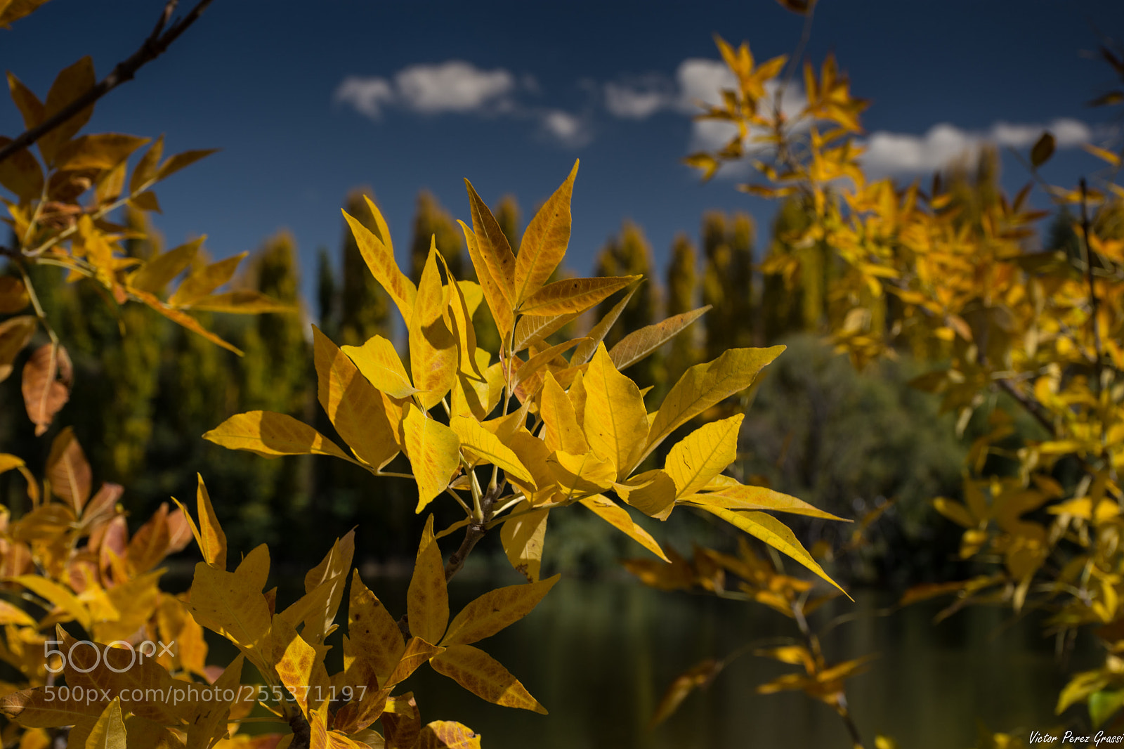 Nikon D7200 sample photo. Autumn in mendoza photography