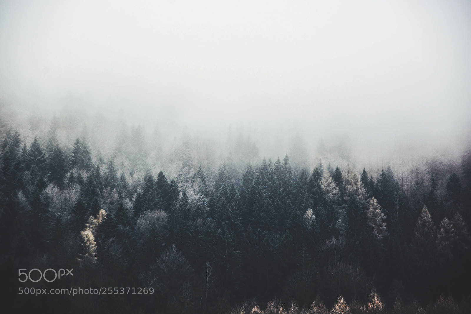 Nikon D7100 sample photo. Winter in the woods photography