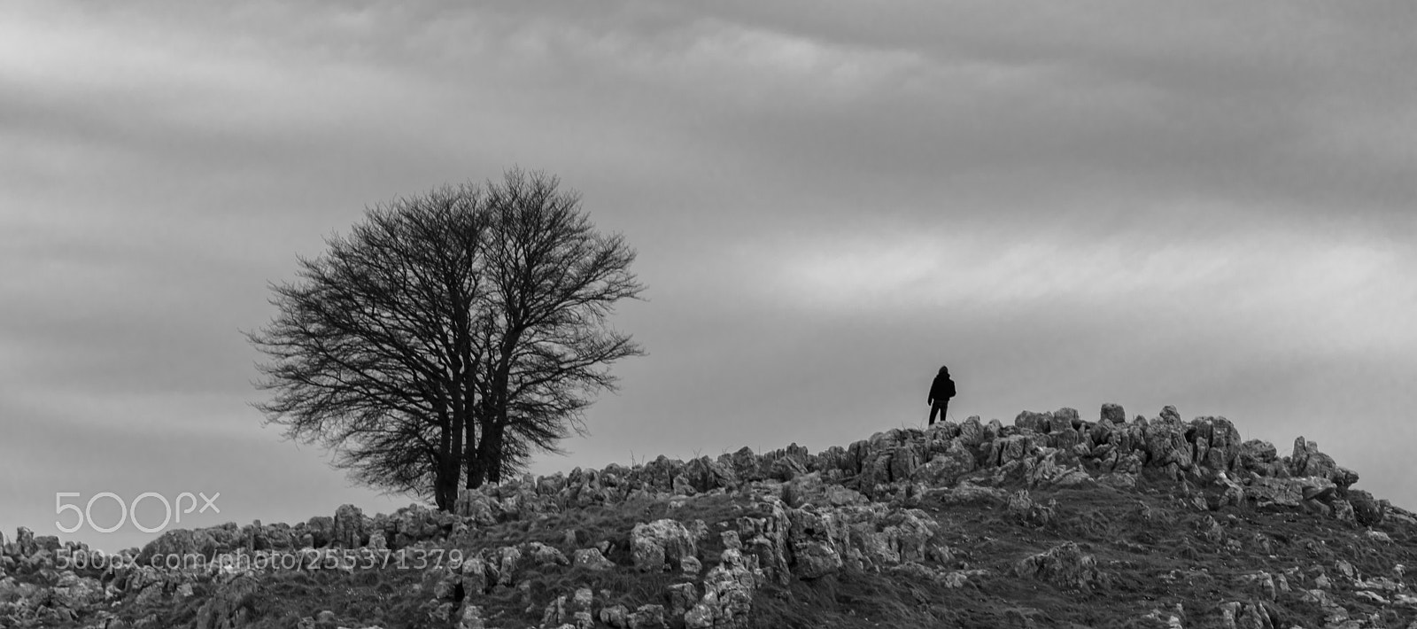 Nikon D5500 sample photo. The tree photography