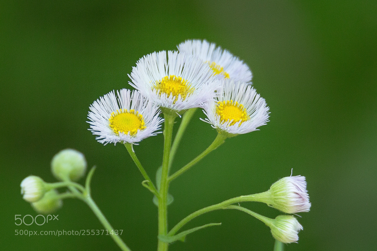 Canon EOS 6D sample photo. Rope mill flowers photography