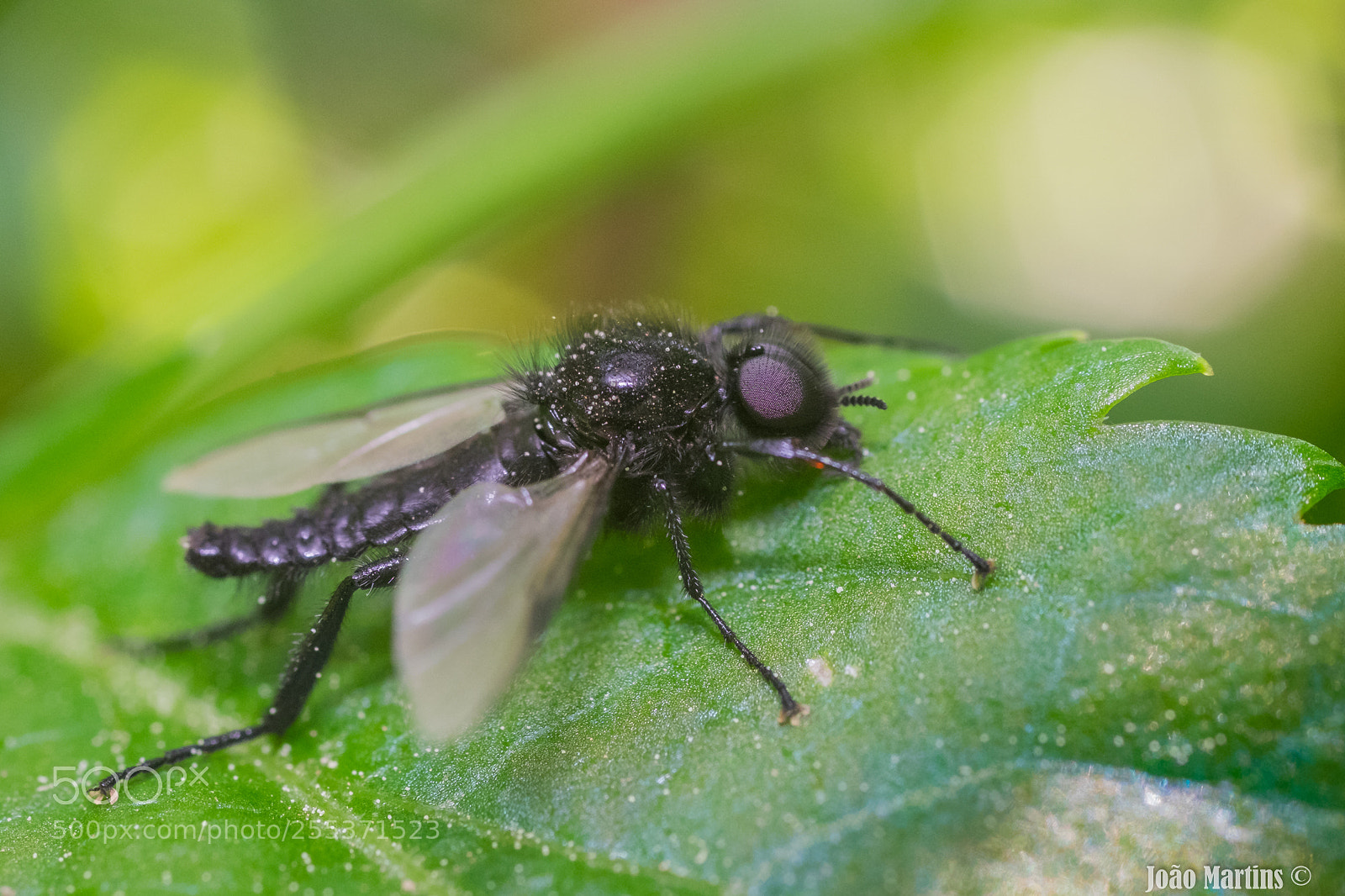 Fujifilm X-T1 sample photo. Bug photography