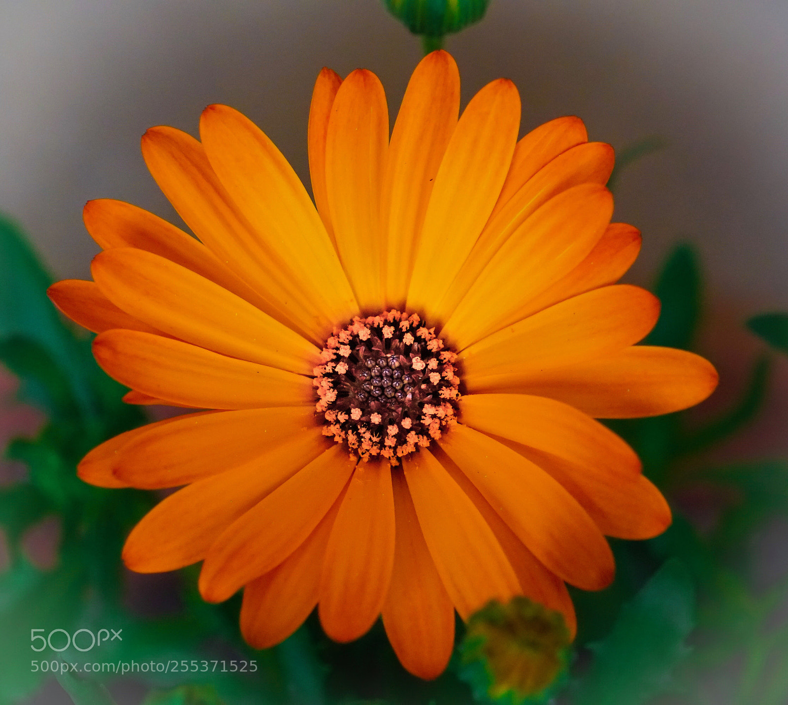 Sony a6500 sample photo. Dimorphotheca ecklonis photography