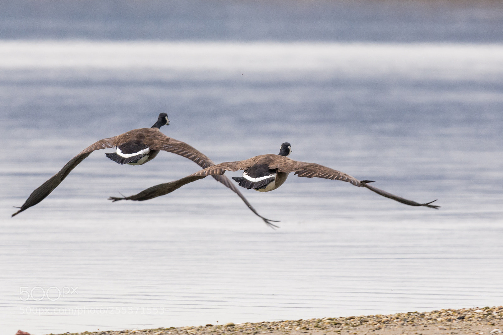Nikon D7100 sample photo. A pair of flying photography