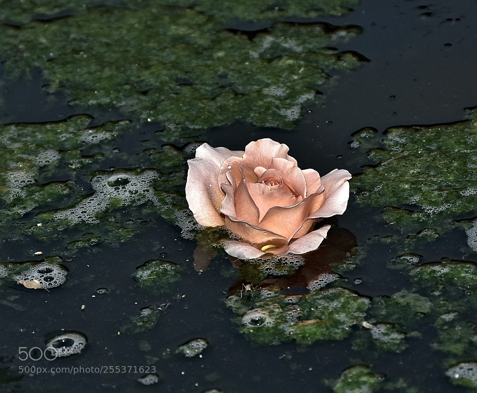 Nikon D7200 sample photo. Dsc photography